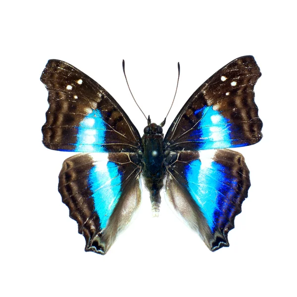 Schmetterling — Stockfoto