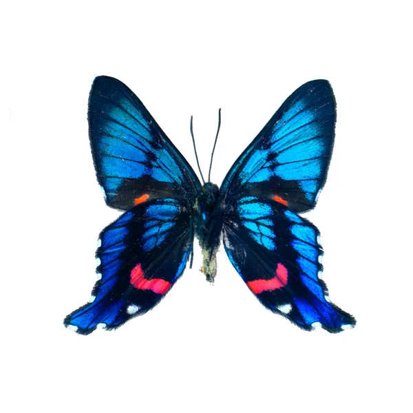 Mariposa. — Foto de Stock