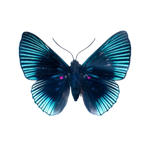 Schmetterling — Stockfoto