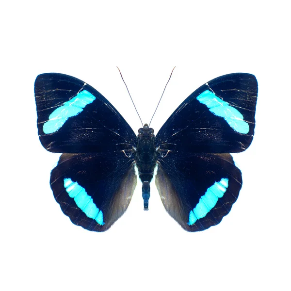 Mariposa. — Foto de Stock