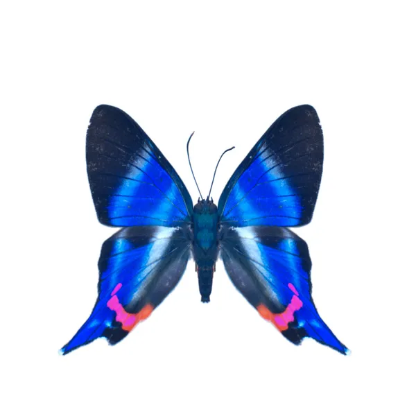 Papillon — Photo