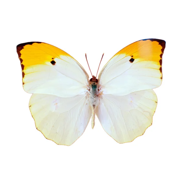 Papillon — Photo