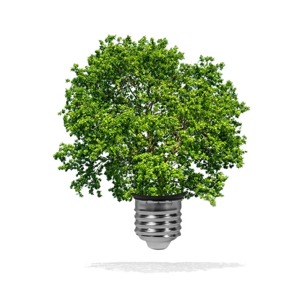 Boom groeide op in een bulb - ecologie concept — Stockfoto