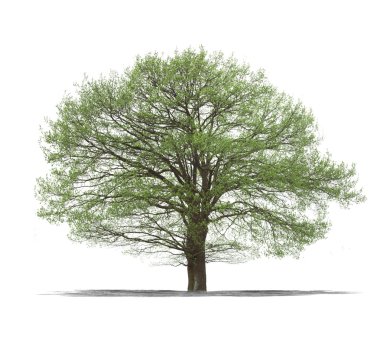 beyaz arkaplanda yeşil ağaç