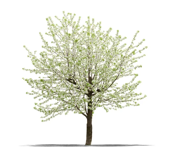 Grüner Baum auf weißem Hintergrund — Stockfoto
