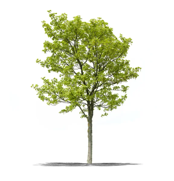 Albero verde su sfondo bianco — Foto Stock