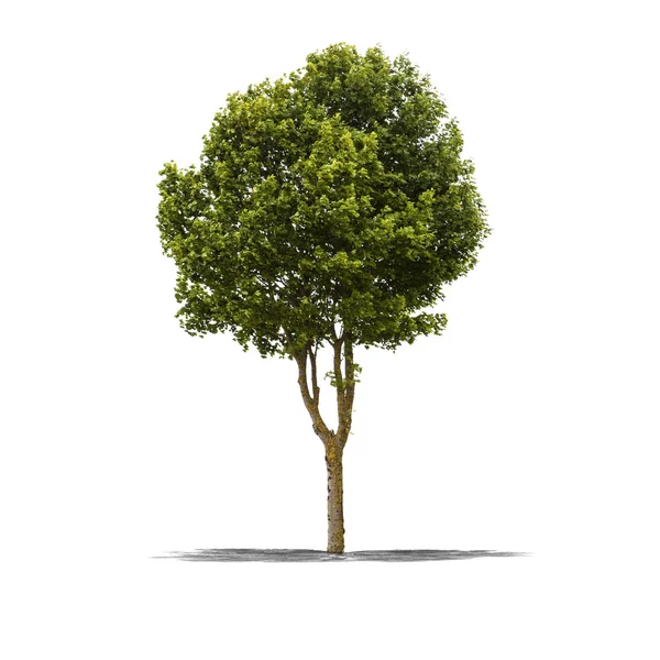 Albero verde su sfondo bianco — Foto Stock