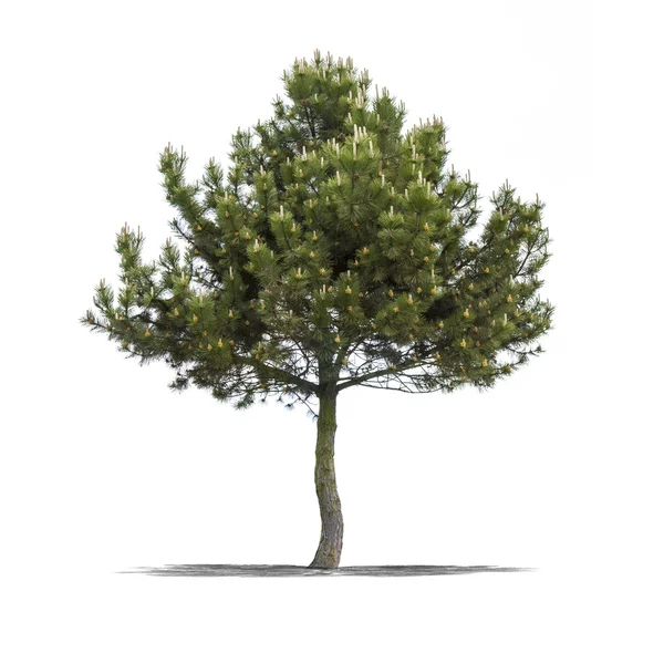 Grönt träd på en vit bakgrund — Stockfoto