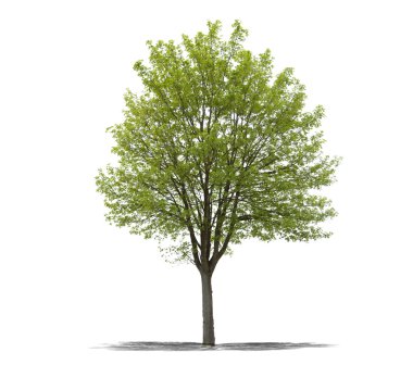 beyaz arkaplanda yeşil ağaç