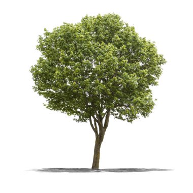 beyaz arkaplanda yeşil ağaç