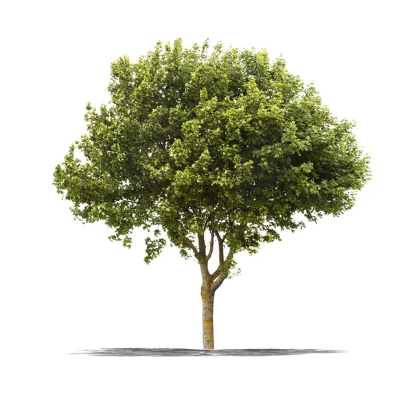 Albero verde su sfondo bianco — Foto Stock