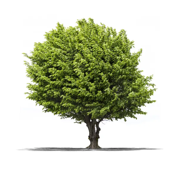 Albero verde su sfondo bianco — Foto Stock