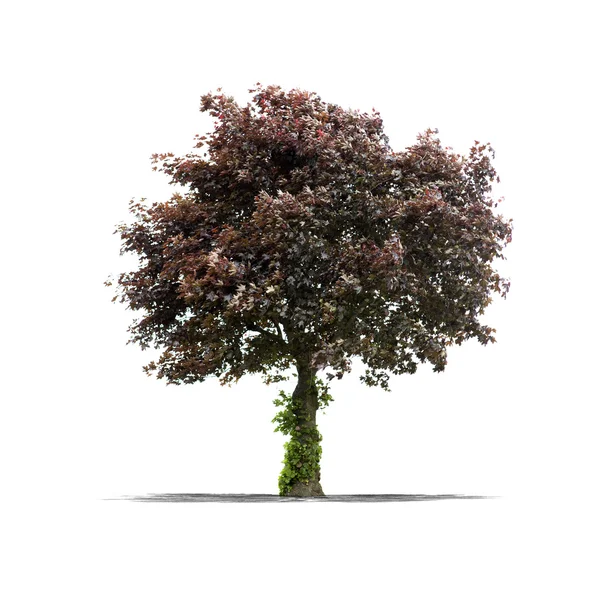 Grönt träd på en vit bakgrund — Stockfoto