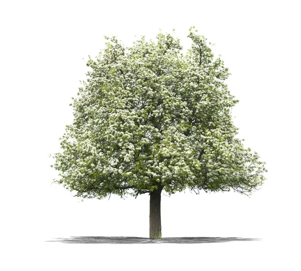 白い背景の緑の木 — ストック写真