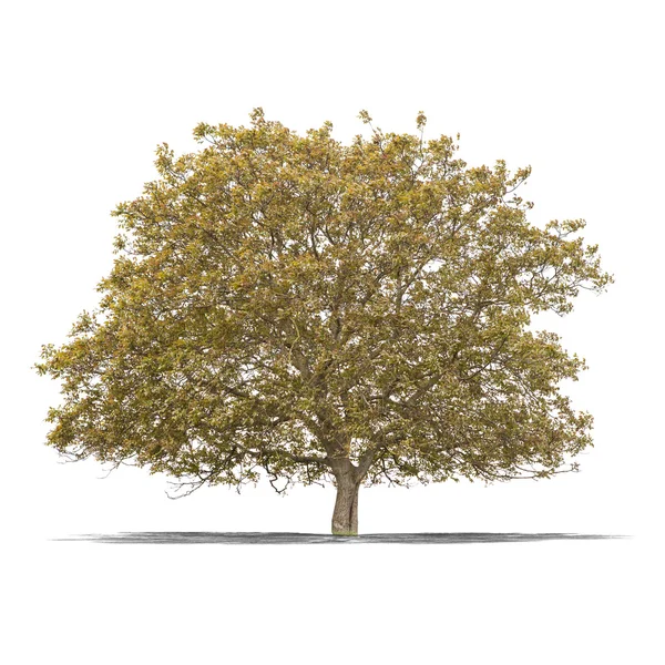 Zielone drzewo na białym tle — Zdjęcie stockowe