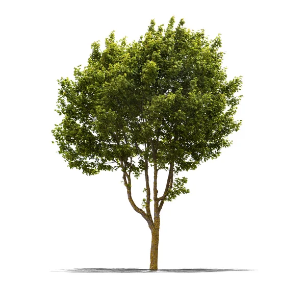 Árvore verde em um fundo branco — Fotografia de Stock