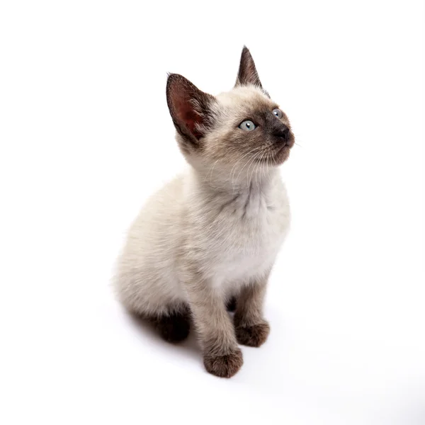 Gatinho siamês em alta definição em um fundo branco — Fotografia de Stock