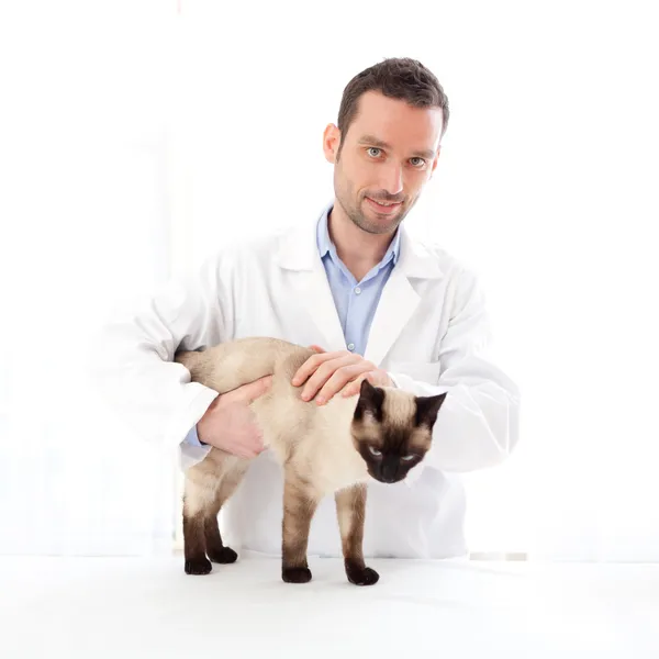 Junge Tierärztin untersucht eine siamesische Katze — Stockfoto