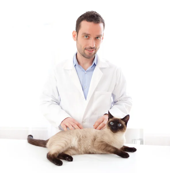 Mladý veterinář zkoumání siamská kočka — Stock fotografie