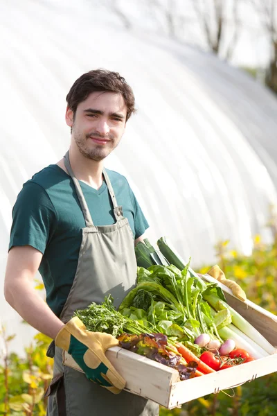 Junger glücklicher Bauer mit einer Kiste voller Gemüse — Stockfoto