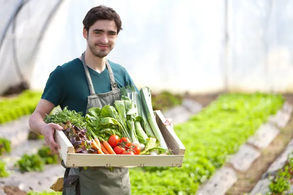 Молодой счастливый фермер с ящиком, полным овощей — стоковое фото