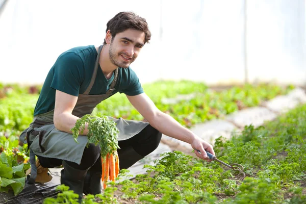 Mladý atraktivní farmář sklízí mrkev — Stock fotografie