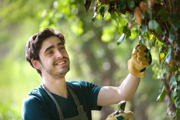 Jonge aantrekkelijke tuinman snijden bladeren — Stockfoto