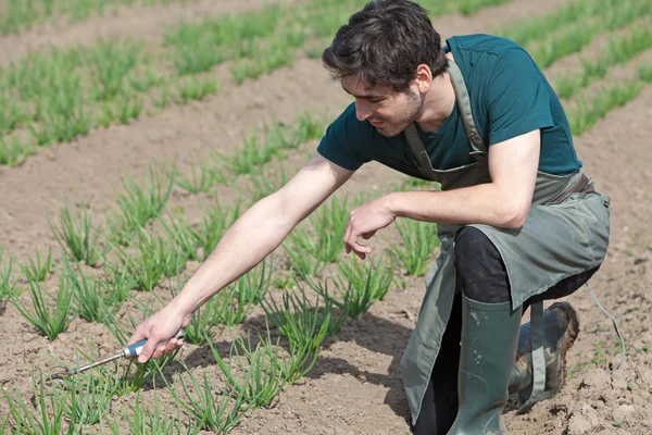 Jovem agricultor atraente verifica progresso da cultura — Fotografia de Stock