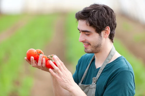 Joven agricultor atractivo cosechando tomates — Foto de Stock