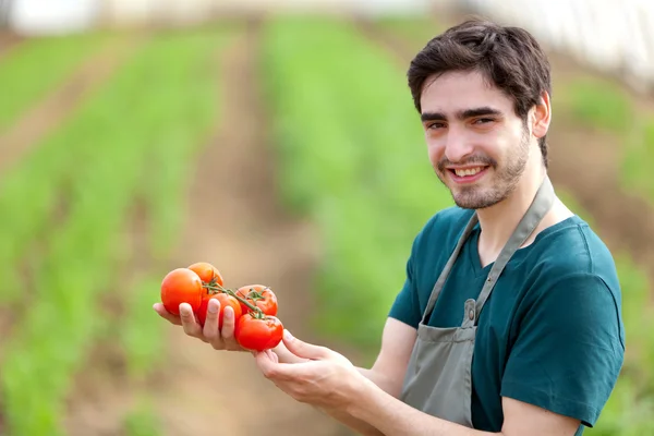 Joven agricultor atractivo cosechando tomates — Foto de Stock