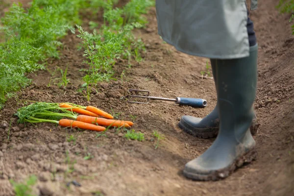 Unga attraktiva bonden skördar morötter — Stockfoto