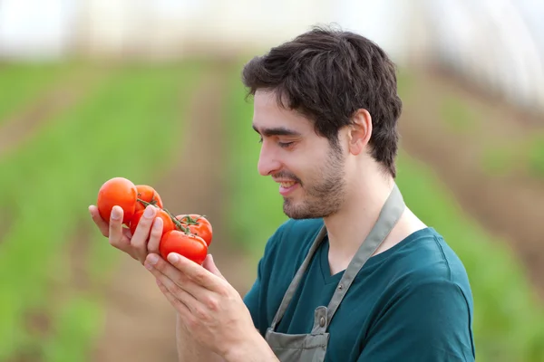 Joven agricultor atractivo cosechando tomates — Foto de Stock