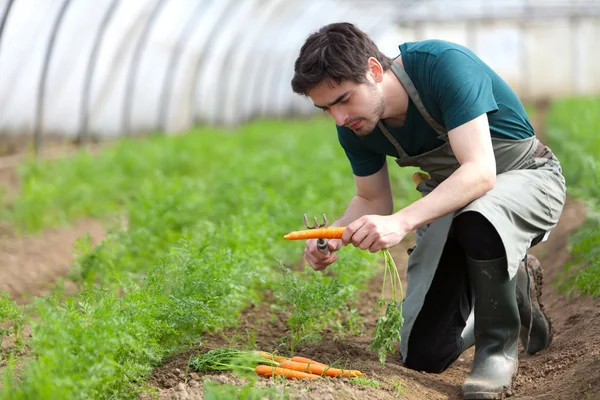 Jovem agricultor atraente colhendo cenouras — Fotografia de Stock