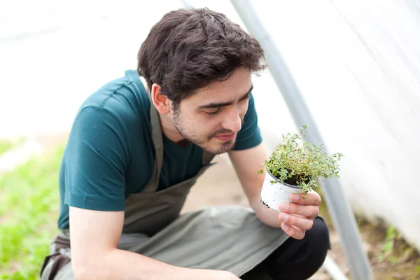 Un jeune agriculteur attrayant vérifie les progrès de la culture — Photo