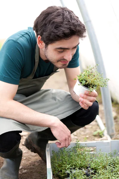 Un jeune agriculteur attrayant vérifie les progrès de la culture — Photo