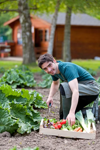 Giovani agricoltori attraenti che raccolgono verdure — Foto Stock