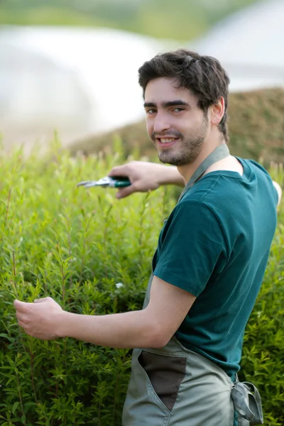 Unga attraktiva trädgårdsmästare skärande blad — Stockfoto