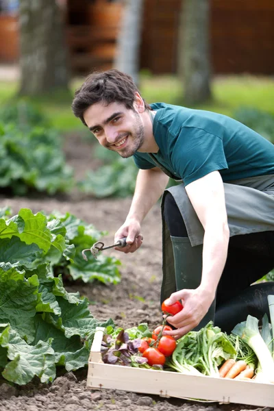 Giovani agricoltori attraenti che raccolgono verdure — Foto Stock