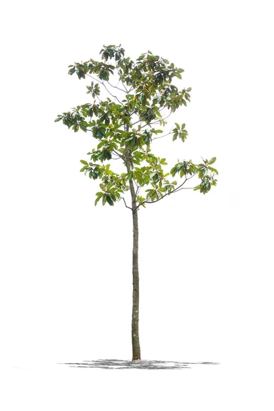 Bela árvore verde em um fundo branco em alta definição — Fotografia de Stock