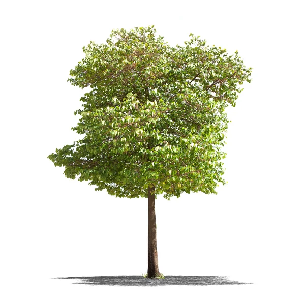 Schöner grüner Baum auf weißem Hintergrund in High Definition — Stockfoto