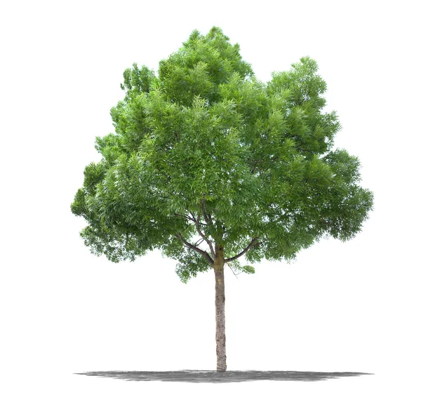 Yüksek çözünürlüklü beyaz arka planda tam yeşil ağaç — Stok fotoğraf