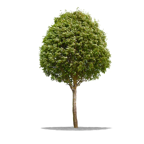 Vackert grönt träd på en vit bakgrund i hög upplösning — Stockfoto