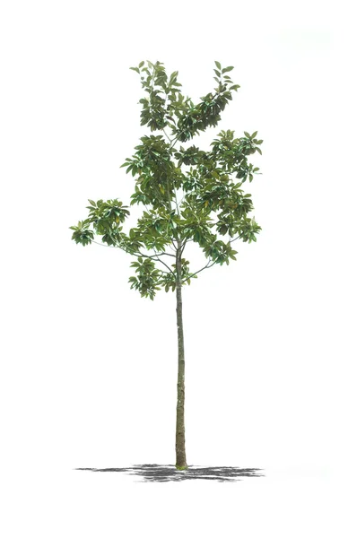 Schöner grüner Baum auf weißem Hintergrund in High Definition — Stockfoto