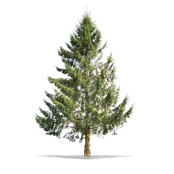 高い定義で白い背景に美しい緑の木 — ストック写真