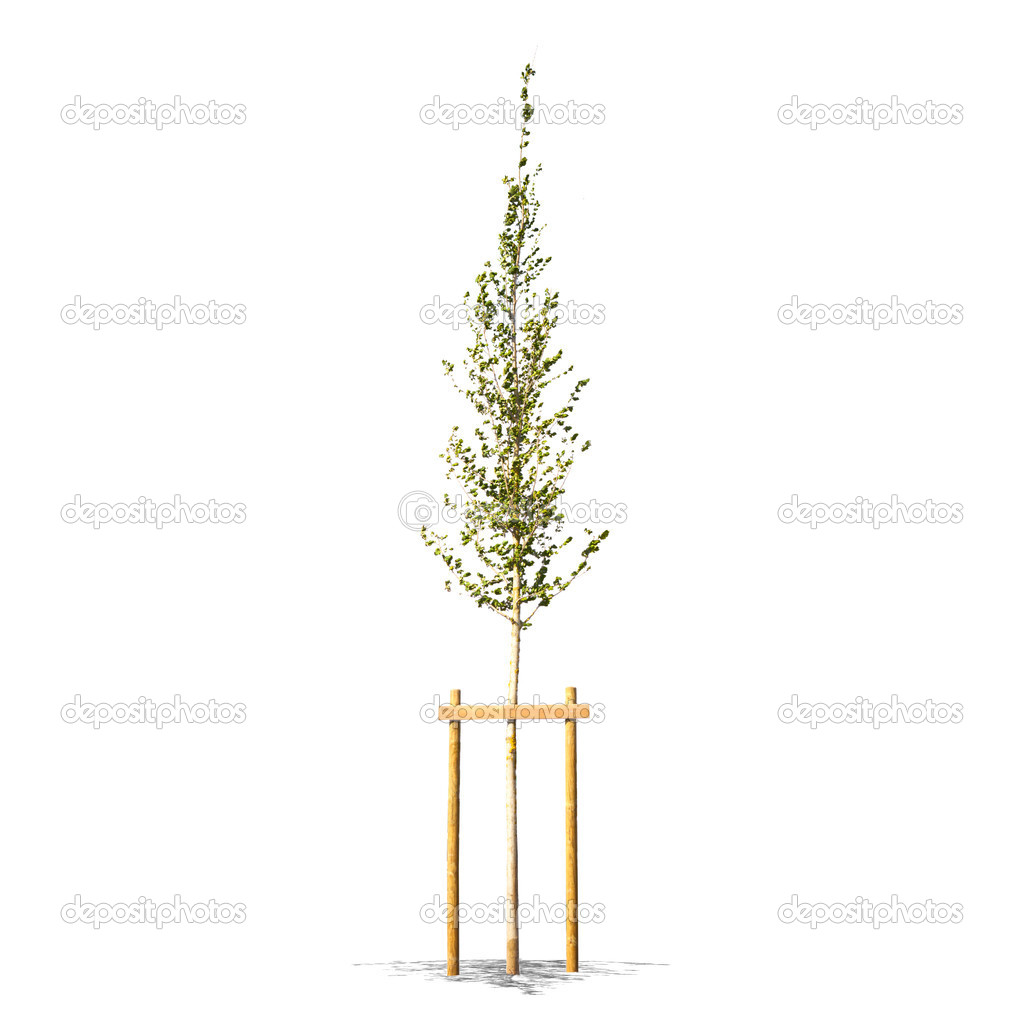 Beautifull green tree on a white background in high definition 