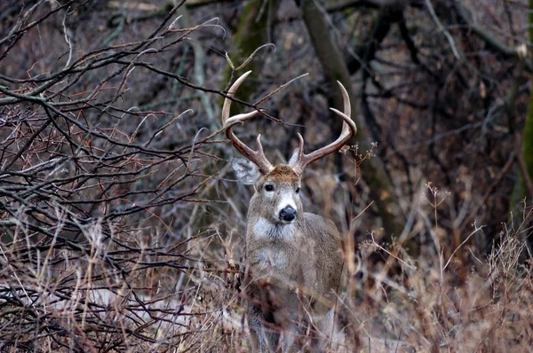 Whitetail Deer Buck — Stock Photo, Image