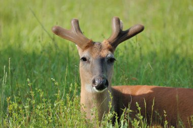Whitetail Deer Buck clipart