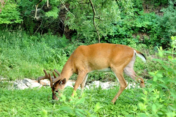 Whitetail rådjur buck — Stockfoto