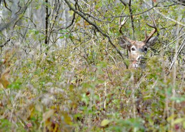 Whitetail Geyik buck