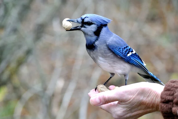 Blå nötskrika — Stockfoto